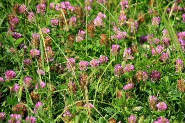 Güneşli bir yaz gününde yeşil yapraklı mor yonca tarlası. yabani otlar yonca açar (Trifolium ortamı) 