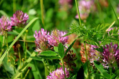 Güneşli bir yaz gününde yeşil yapraklı mor yonca tarlası. yabani otlar yonca açar (Trifolium ortamı) 