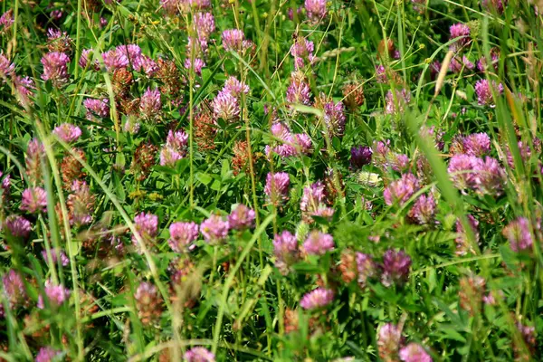 Güneşli bir yaz gününde yeşil yapraklı mor yonca tarlası. yabani otlar yonca açar (Trifolium ortamı) 