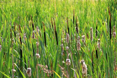 Cattail, Typha latifolia, during summer. Summertime Brown Cattails and Green Blades clipart