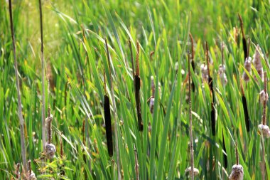 Cattail, Typha latifolia, yaz boyunca. Yaz zamanı Kahverengi Kedikuyrukları ve Yeşil Bıçaklar