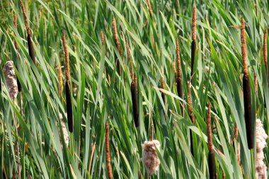 Cattail, Typha latifolia, yaz boyunca. Yaz zamanı Kahverengi Kedikuyrukları ve Yeşil Bıçaklar