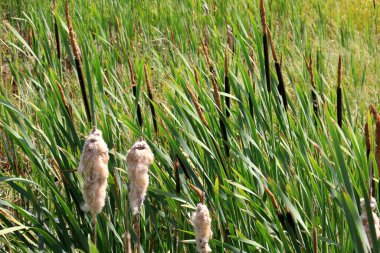 Cattail, Typha latifolia, yaz boyunca. Yaz zamanı Kahverengi Kedikuyrukları ve Yeşil Bıçaklar