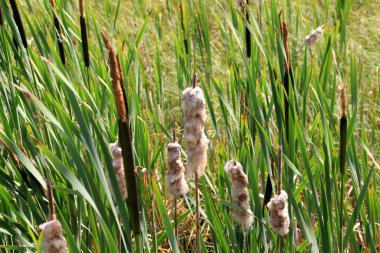 Cattail, Typha latifolia, yaz boyunca. Yaz zamanı Kahverengi Kedikuyrukları ve Yeşil Bıçaklar