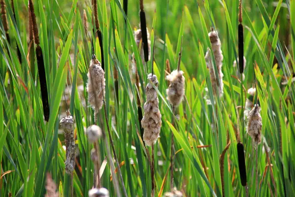 stock image Cattail, Typha latifolia, during summer. Summertime Brown Cattails and Green Blades