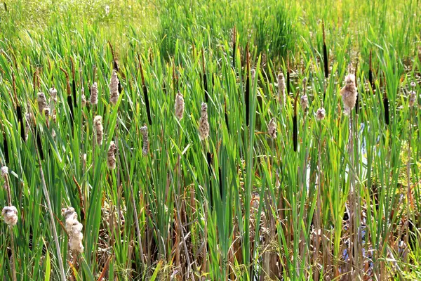 stock image Cattail, Typha latifolia, during summer. Summertime Brown Cattails and Green Blades