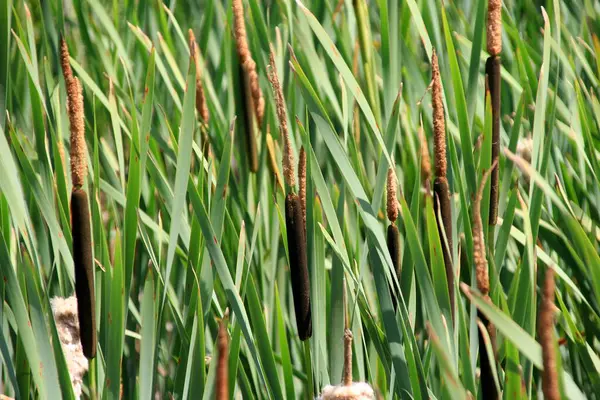 stock image Cattail, Typha latifolia, during summer. Summertime Brown Cattails and Green Blades