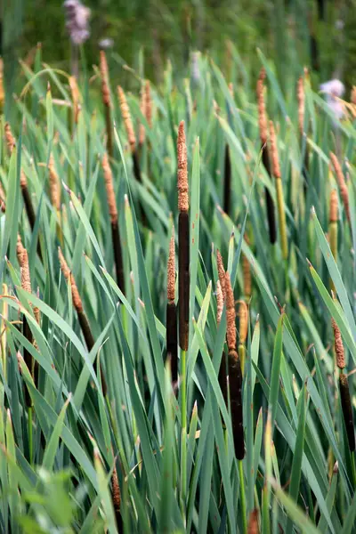 stock image Cattail, Typha latifolia, during summer. Summertime Brown Cattails and Green Blades