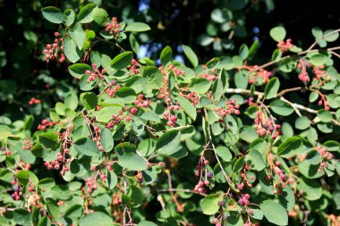 Ağacın tepesinde olgun böğürtlenler (Amelanchier canadensis) yakın plan. Irkçılık olgunlaşmış böğürtlen dalında yabani böğürtlen
