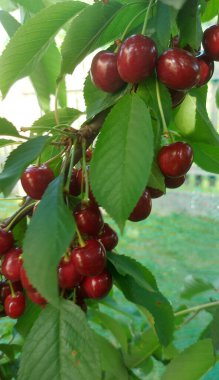    Ağaç dallarında kiraz meyveleri. Lezzetli olgun vişnenin yakın plan fotoğrafı. Hasat konsepti. Olgun kirazlar ağaçta.                            