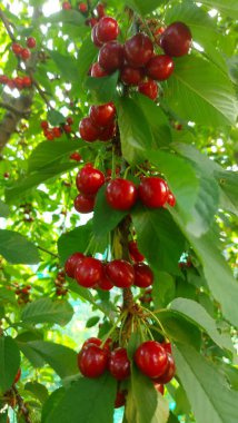    Ağaç dallarında kiraz meyveleri. Lezzetli olgun vişnenin yakın plan fotoğrafı. Hasat konsepti. Olgun kirazlar ağaçta.                            