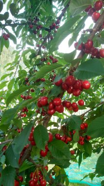    Ağaç dallarında kiraz meyveleri. Lezzetli olgun vişnenin yakın plan fotoğrafı. Hasat konsepti. Olgun kirazlar ağaçta.                            