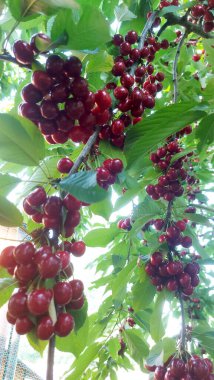    Ağaç dallarında kiraz meyveleri. Lezzetli olgun vişnenin yakın plan fotoğrafı. Hasat konsepti. Olgun kirazlar ağaçta.                            