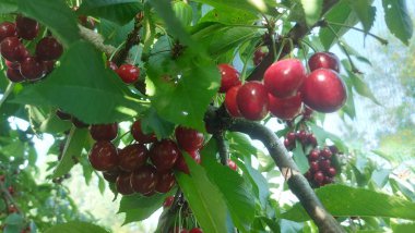    Ağaç dallarında kiraz meyveleri. Lezzetli olgun vişnenin yakın plan fotoğrafı. Hasat konsepti. Olgun kirazlar ağaçta.                            