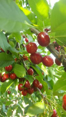    Ağaç dallarında kiraz meyveleri. Lezzetli olgun vişnenin yakın plan fotoğrafı. Hasat konsepti. Olgun kirazlar ağaçta.                            