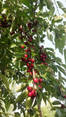    Ağaç dallarında kiraz meyveleri. Lezzetli olgun vişnenin yakın plan fotoğrafı. Hasat konsepti. Olgun kirazlar ağaçta.                            