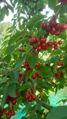    Ağaç dallarında kiraz meyveleri. Lezzetli olgun vişnenin yakın plan fotoğrafı. Hasat konsepti. Olgun kirazlar ağaçta.                            