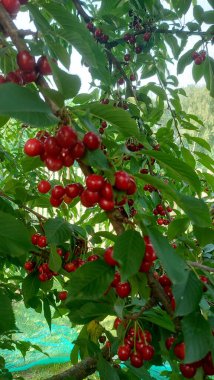    Ağaç dallarında kiraz meyveleri. Lezzetli olgun vişnenin yakın plan fotoğrafı. Hasat konsepti. Olgun kirazlar ağaçta.                            