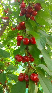    Ağaç dallarında kiraz meyveleri. Lezzetli olgun vişnenin yakın plan fotoğrafı. Hasat konsepti. Olgun kirazlar ağaçta.                            