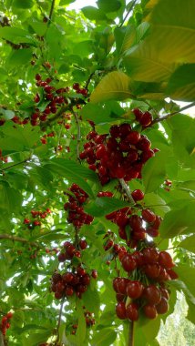    Ağaç dallarında kiraz meyveleri. Lezzetli olgun vişnenin yakın plan fotoğrafı. Hasat konsepti. Olgun kirazlar ağaçta.                            