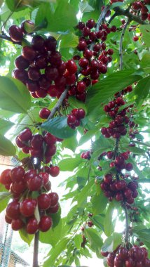    Ağaç dallarında kiraz meyveleri. Lezzetli olgun vişnenin yakın plan fotoğrafı. Hasat konsepti. Olgun kirazlar ağaçta.                            