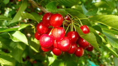    Ağaç dallarında kiraz meyveleri. Lezzetli olgun vişnenin yakın plan fotoğrafı. Hasat konsepti. Olgun kirazlar ağaçta.                            