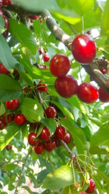    Ağaç dallarında kiraz meyveleri. Lezzetli olgun vişnenin yakın plan fotoğrafı. Hasat konsepti. Olgun kirazlar ağaçta.                            