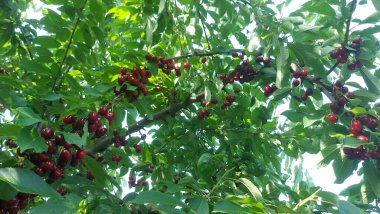    Ağaç dallarında kiraz meyveleri. Lezzetli olgun vişnenin yakın plan fotoğrafı. Hasat konsepti. Olgun kirazlar ağaçta.                            