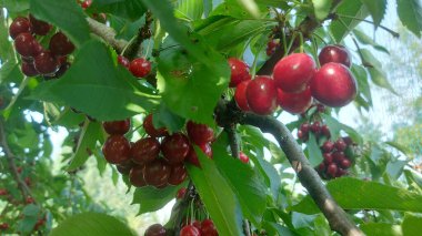    Ağaç dallarında kiraz meyveleri. Lezzetli olgun vişnenin yakın plan fotoğrafı. Hasat konsepti. Olgun kirazlar ağaçta.                            