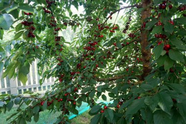    Ağaç dallarında kiraz meyveleri. Lezzetli olgun vişnenin yakın plan fotoğrafı. Hasat konsepti. Olgun kirazlar ağaçta.                            