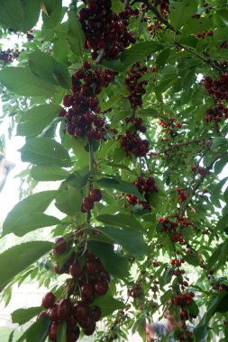    Ağaç dallarında kiraz meyveleri. Lezzetli olgun vişnenin yakın plan fotoğrafı. Hasat konsepti. Olgun kirazlar ağaçta.                            