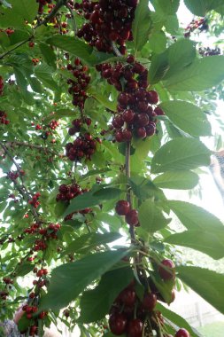    Ağaç dallarında kiraz meyveleri. Lezzetli olgun vişnenin yakın plan fotoğrafı. Hasat konsepti. Olgun kirazlar ağaçta.                            