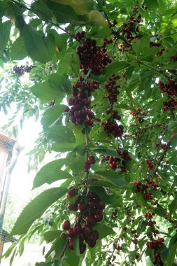    Ağaç dallarında kiraz meyveleri. Lezzetli olgun vişnenin yakın plan fotoğrafı. Hasat konsepti. Olgun kirazlar ağaçta.                            