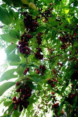    Ağaç dallarında kiraz meyveleri. Lezzetli olgun vişnenin yakın plan fotoğrafı. Hasat konsepti. Olgun kirazlar ağaçta.                            