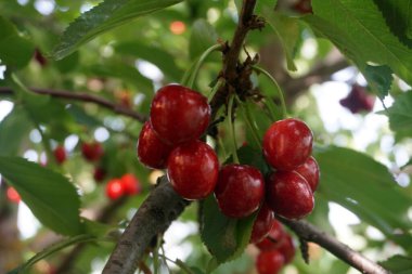    Ağaç dallarında kiraz meyveleri. Lezzetli olgun vişnenin yakın plan fotoğrafı. Hasat konsepti. Olgun kirazlar ağaçta.                            