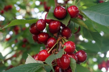    Ağaç dallarında kiraz meyveleri. Lezzetli olgun vişnenin yakın plan fotoğrafı. Hasat konsepti. Olgun kirazlar ağaçta.                            