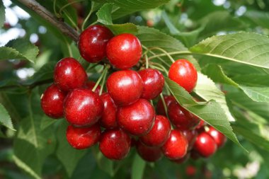    Ağaç dallarında kiraz meyveleri. Lezzetli olgun vişnenin yakın plan fotoğrafı. Hasat konsepti. Olgun kirazlar ağaçta.                            