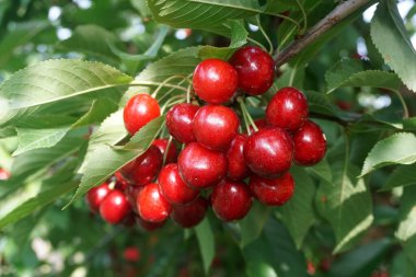    Ağaç dallarında kiraz meyveleri. Lezzetli olgun vişnenin yakın plan fotoğrafı. Hasat konsepti. Olgun kirazlar ağaçta.                            