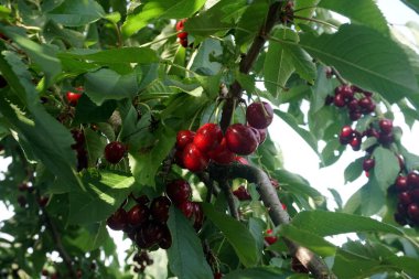    Ağaç dallarında kiraz meyveleri. Lezzetli olgun vişnenin yakın plan fotoğrafı. Hasat konsepti. Olgun kirazlar ağaçta.                            