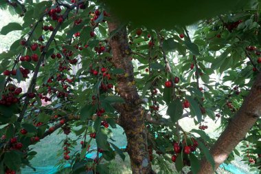    Ağaç dallarında kiraz meyveleri. Lezzetli olgun vişnenin yakın plan fotoğrafı. Hasat konsepti. Olgun kirazlar ağaçta.                            