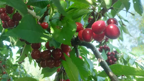    Ağaç dallarında kiraz meyveleri. Lezzetli olgun vişnenin yakın plan fotoğrafı. Hasat konsepti. Olgun kirazlar ağaçta.                            