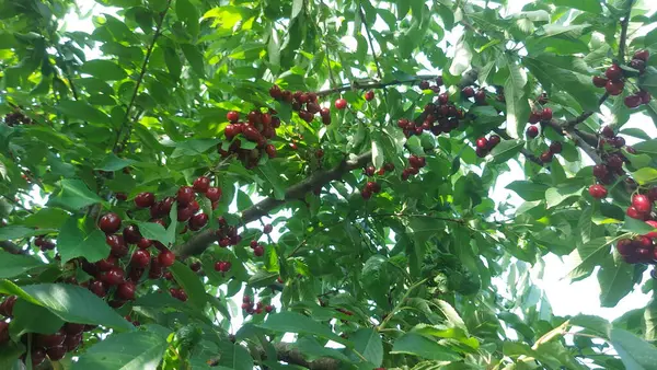    Ağaç dallarında kiraz meyveleri. Lezzetli olgun vişnenin yakın plan fotoğrafı. Hasat konsepti. Olgun kirazlar ağaçta.                            
