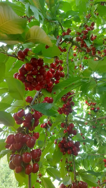    Ağaç dallarında kiraz meyveleri. Lezzetli olgun vişnenin yakın plan fotoğrafı. Hasat konsepti. Olgun kirazlar ağaçta.                            