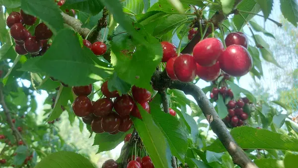    Ağaç dallarında kiraz meyveleri. Lezzetli olgun vişnenin yakın plan fotoğrafı. Hasat konsepti. Olgun kirazlar ağaçta.                            