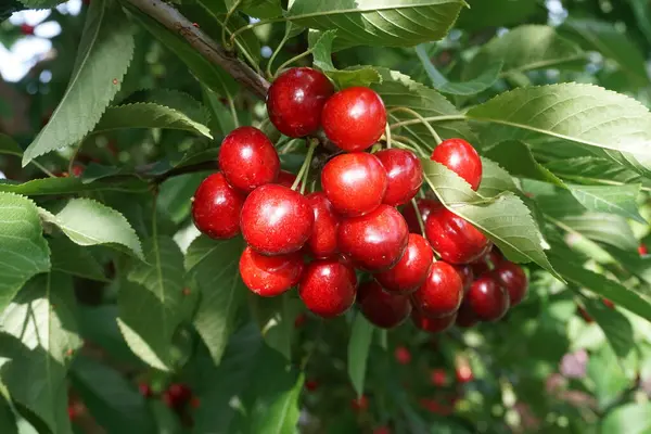    Ağaç dallarında kiraz meyveleri. Lezzetli olgun vişnenin yakın plan fotoğrafı. Hasat konsepti. Olgun kirazlar ağaçta.                            