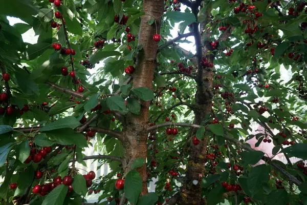    Ağaç dallarında kiraz meyveleri. Lezzetli olgun vişnenin yakın plan fotoğrafı. Hasat konsepti. Olgun kirazlar ağaçta.                            