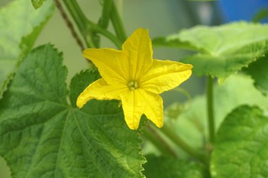  Bahçede çiçek açan yeşil salatalık. Modern yay polikarbonat serasında çiçekli salatalık (salatalık sativus) yumurtalığı                              