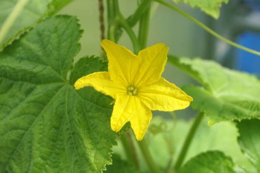  Bahçede çiçek açan yeşil salatalık. Modern yay polikarbonat serasında çiçekli salatalık (salatalık sativus) yumurtalığı                              