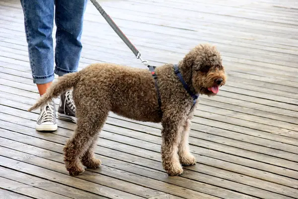 Kırmızı köpek (Lagotto romagnolo) sokakta durur, sahibinin tasması olmadan yürür, sahibine bakar, kot pantolonlu genç bir kadın yakınlarda durur. Bir kızın bacakları ve en iyi arkadaşı bir köpeğin.