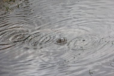 Sudaki yağmur damlalarının dokusu. Yağmurlu bir günde su birikintisi üzerine yağmur damlası